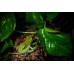 Rana gigante arborícola - Litoria caerulea (Juveniles)